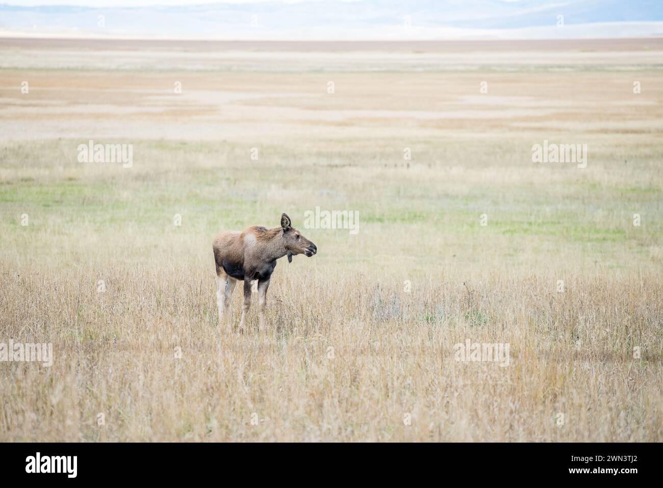 Il vitello perduto e solitario Moose piange dopo sua madre a Jackson Hole durante l'autunno nel Wyoming Foto Stock