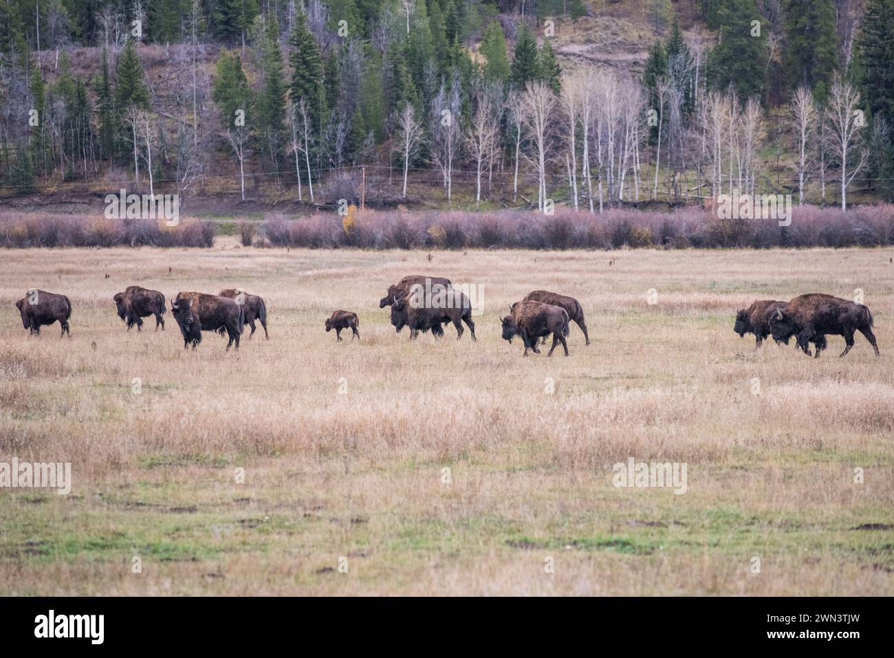 Bisonti nel Grand Teton National Park in autunno nel Wyoming Foto Stock