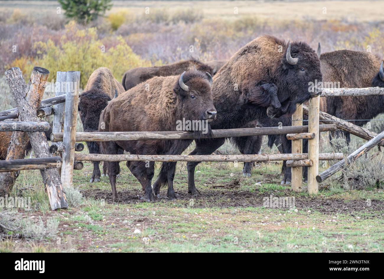 Bisonti nel Grand Teton National Park in autunno nel Wyoming Foto Stock