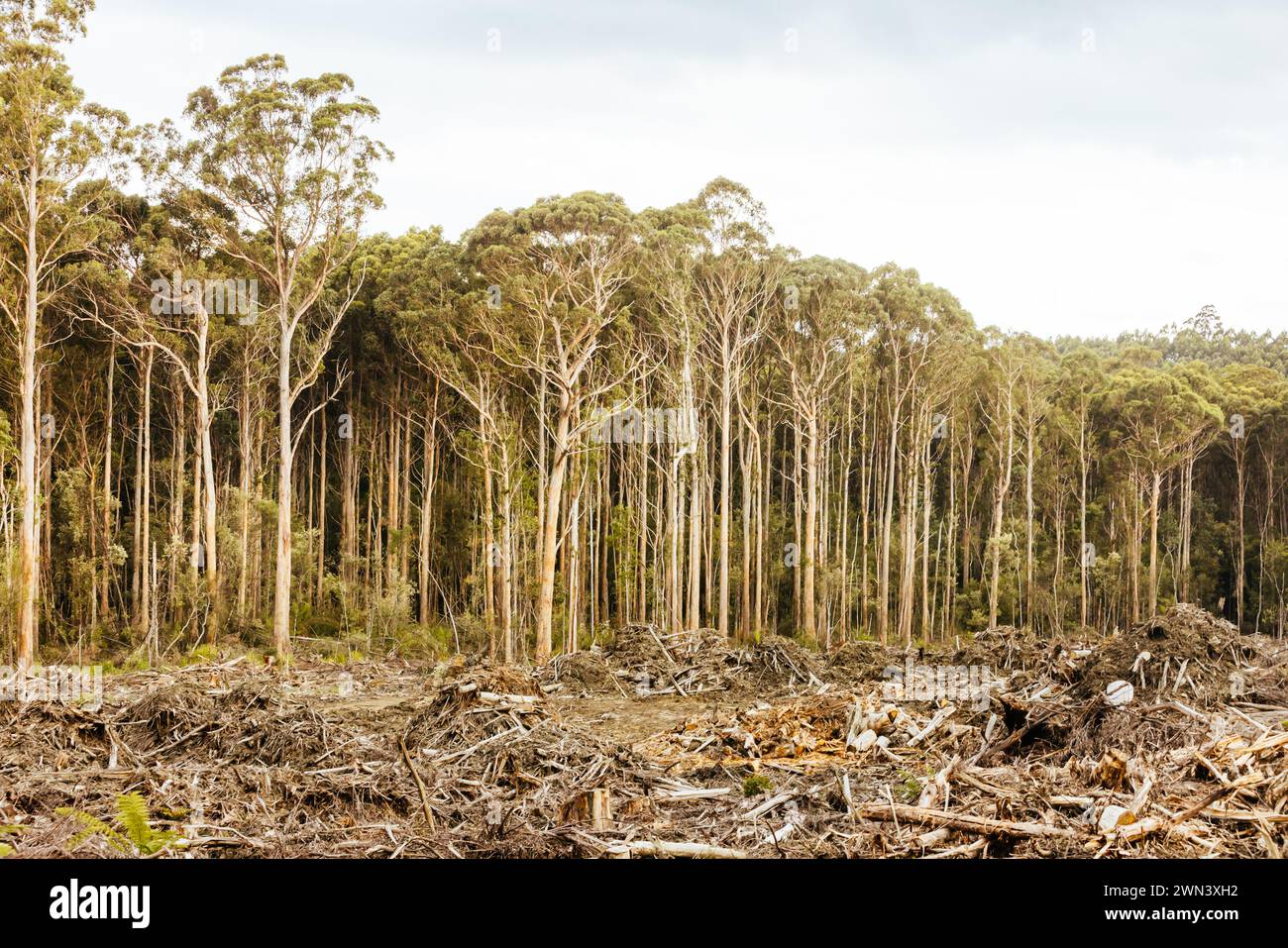 DOVER, AUSTRALIA - 23 FEBBRAIO: La silvicoltura della Tasmania continua il disboscamento del Southwest National Park vicino a dover, un'area Patrimonio dell'Umanità. Quest'area si mantiene inalterata Foto Stock
