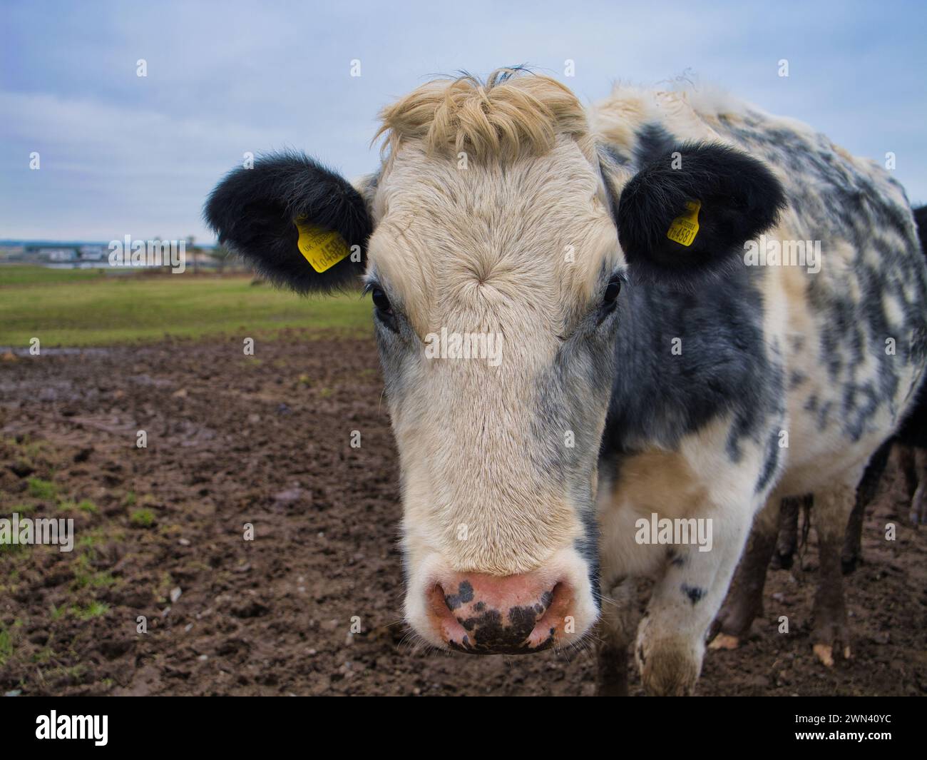 Anglesey, Regno Unito - 11 gennaio 2024: Primo piano del volto di una mucca da latte in un campo di una fattoria di Anglesey, Galles del Nord, Regno Unito. Le etichette di identificazione della mucca sono vi Foto Stock