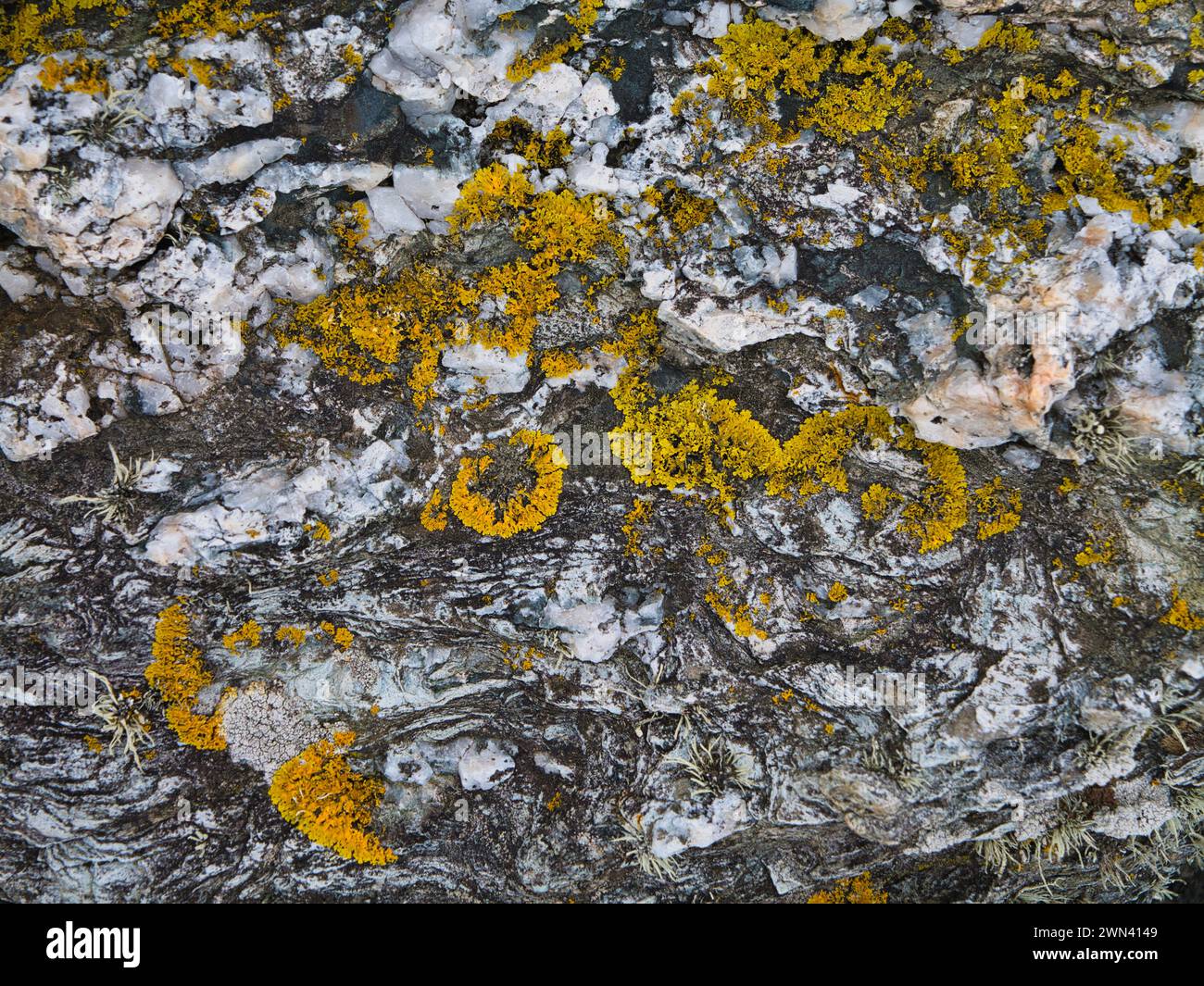 Un primo piano di licheni gialli che crescono sulle rocce costiere del Wales Coast Path ad Anglesey, Galles, Regno Unito. Una piccola crescita di muschio della barba lichen (usnea) è Foto Stock