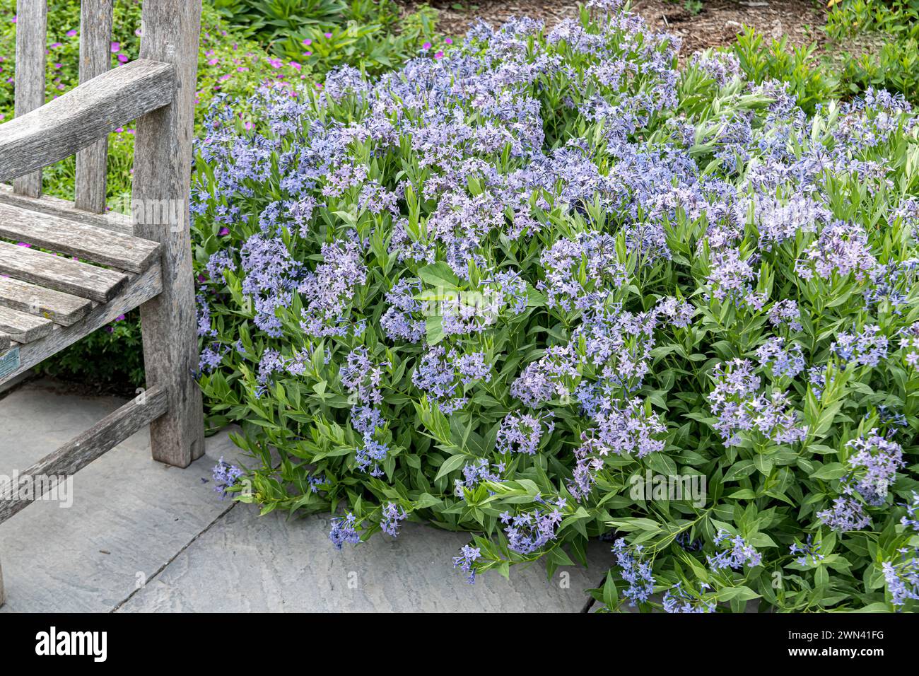 Blausternbusch (Amsonia "Blue Ice") Foto Stock