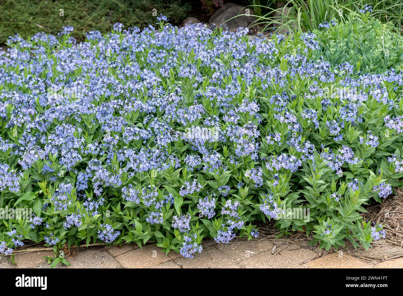 Blausternbusch (Amsonia "Blue Ice") Foto Stock