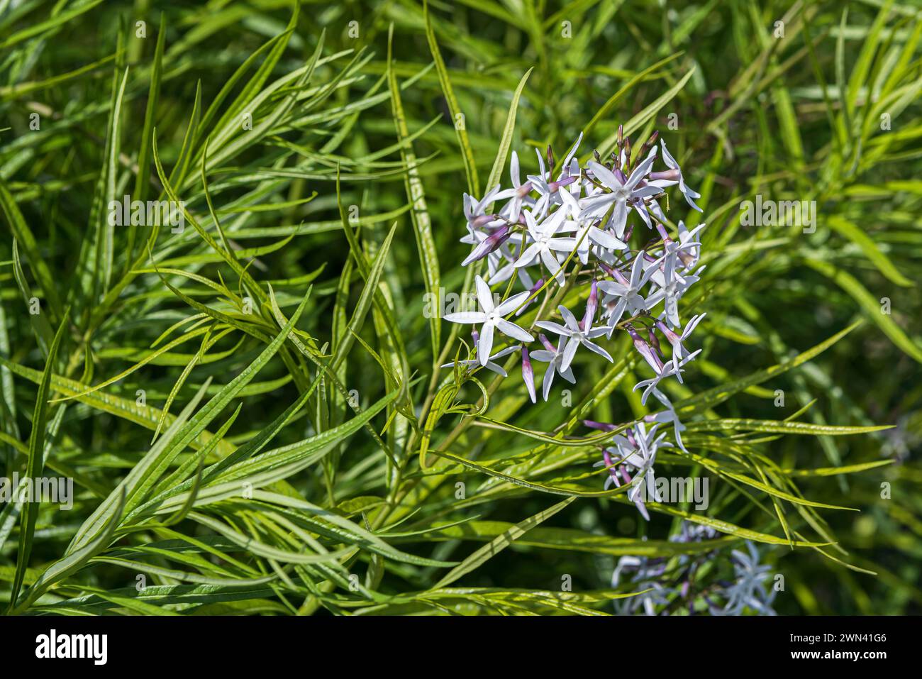 Blausternbusch (Amsonia hubrichtii) Foto Stock