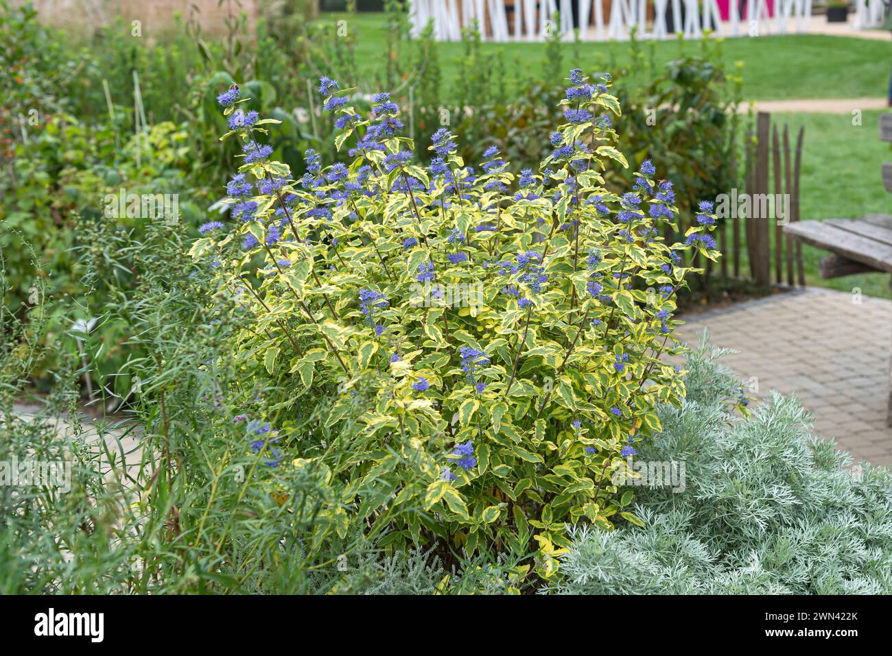 Bartblume (Caryopteris x clandonensis estate sorbetto) Foto Stock