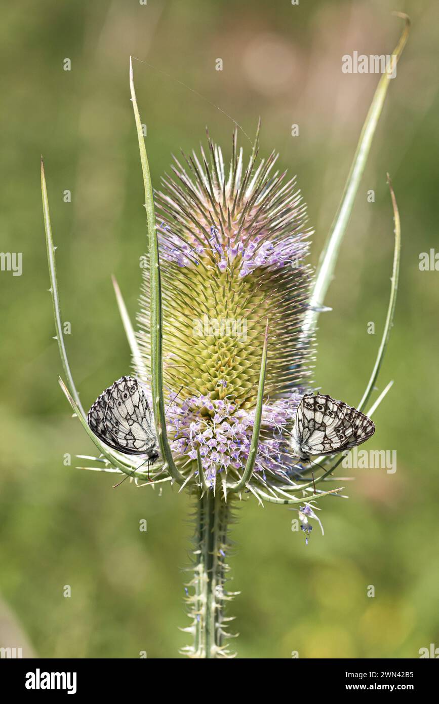 Wilde Karde (Dipsacus fullonum) Foto Stock