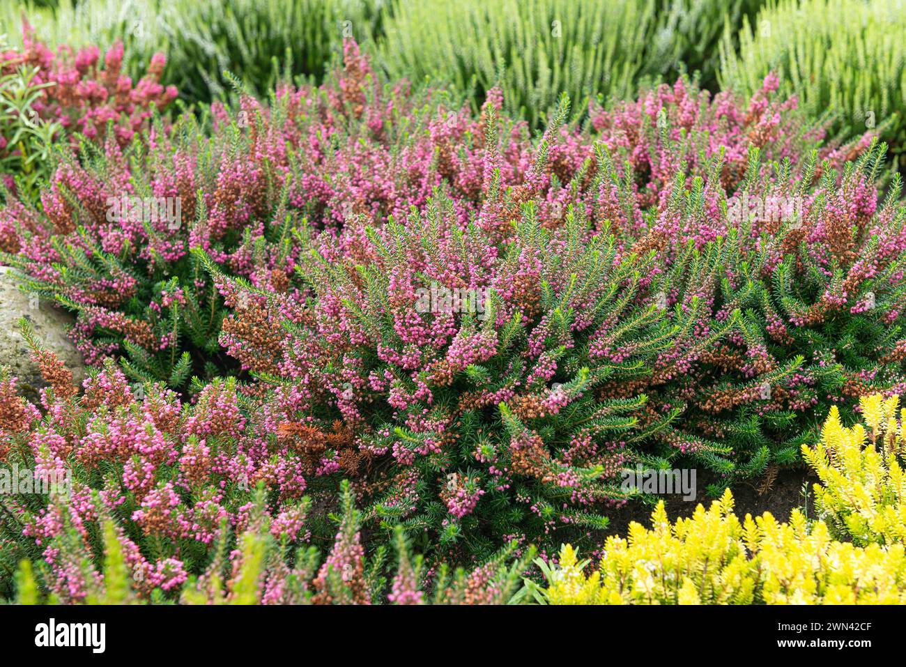 Cornwall-Heide (Erica vagans 'Mrs D.F. Maxwell') Foto Stock