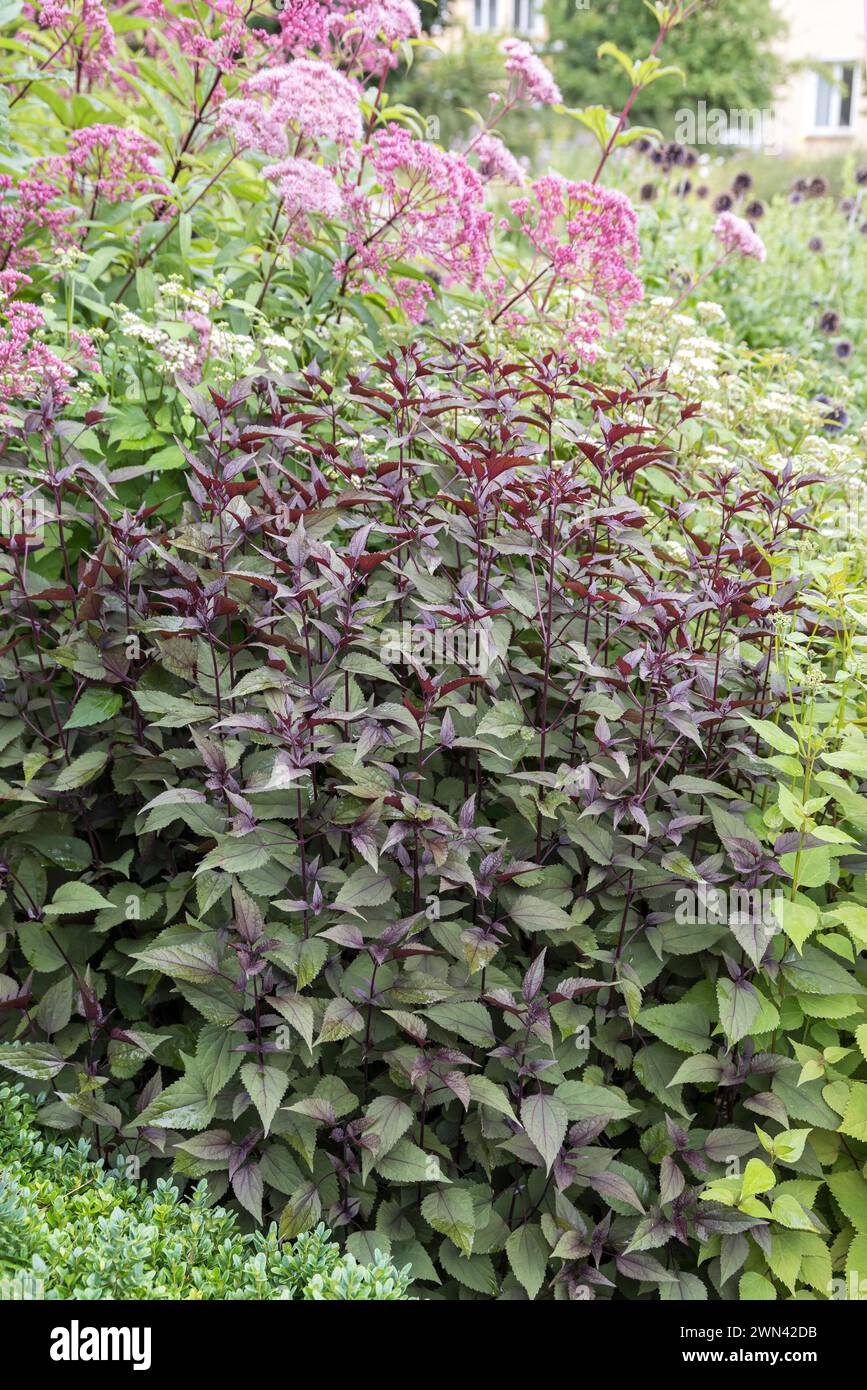 Braunblättriger Wasserdost (Eupatorium rugosum 'Chocolate') Foto Stock