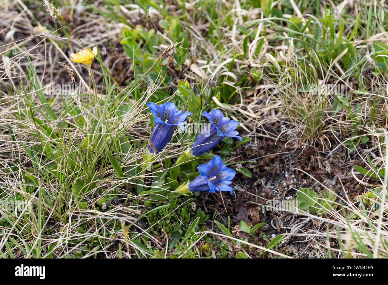 Enzian (Gentiana acaulis) Foto Stock