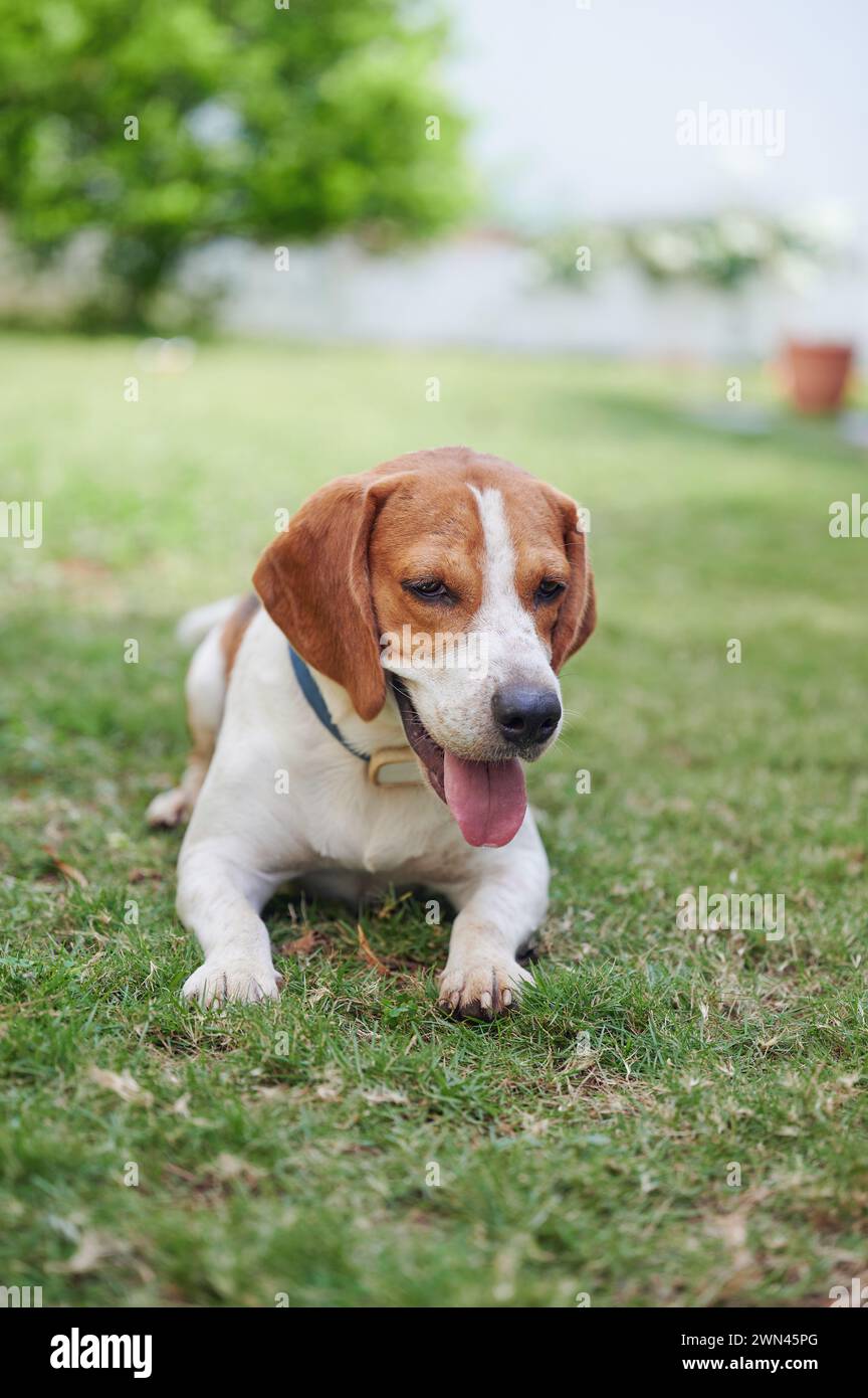 Ritratto di cane beagle sano su sfondo estivo sfocato Foto Stock