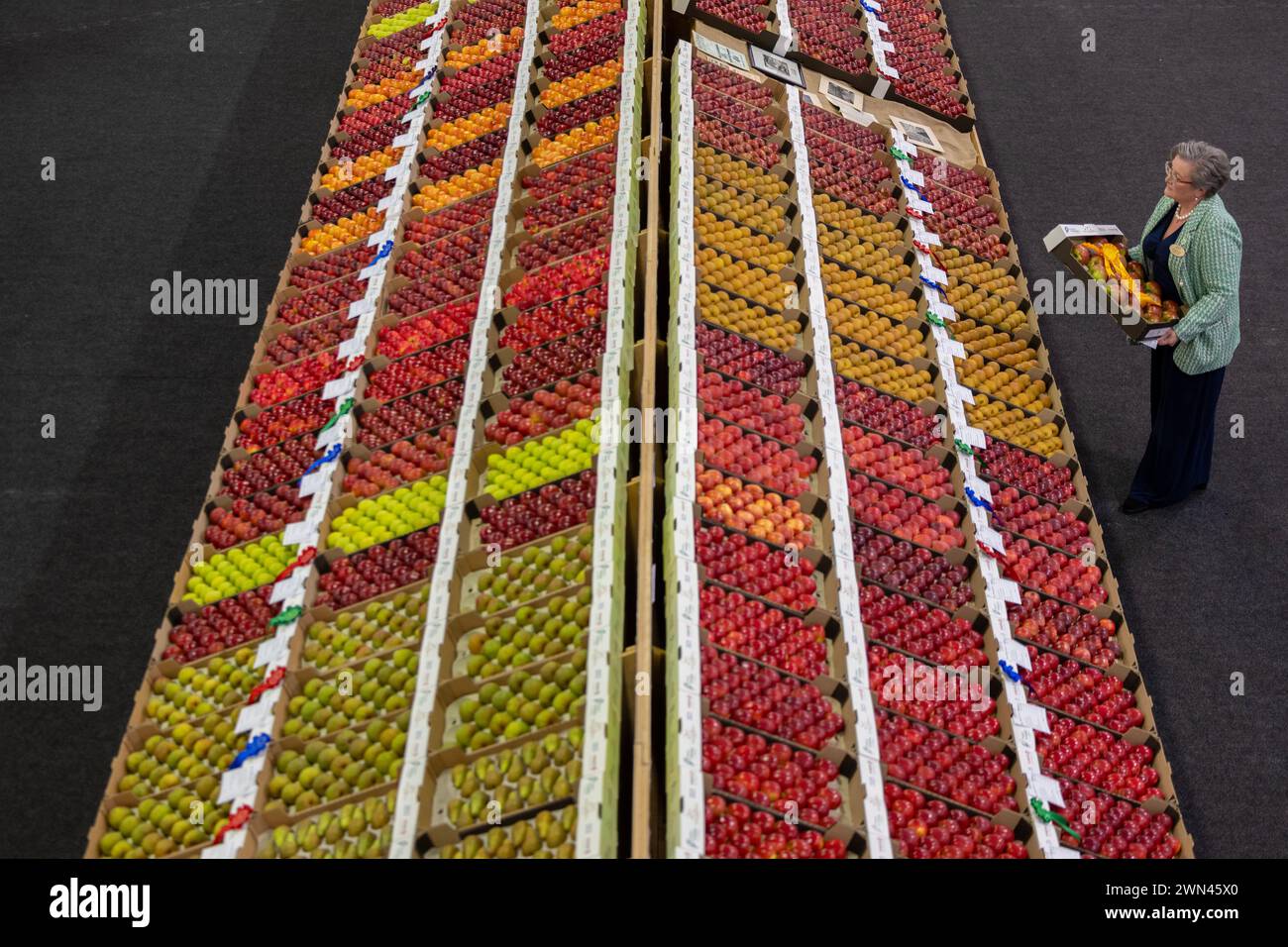 01/11/2023 Sarah Calcutt aggiunge rosette alla frutta vincente il giorno di apertura del National Fruit Show, che è aperto al pubblico oggi e domani Foto Stock