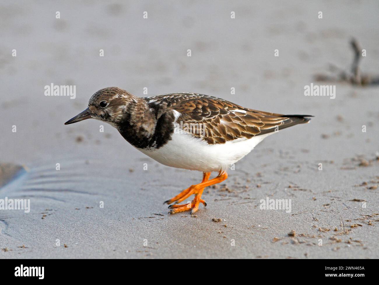 Turnstone (Arenaria interpres) Foto Stock