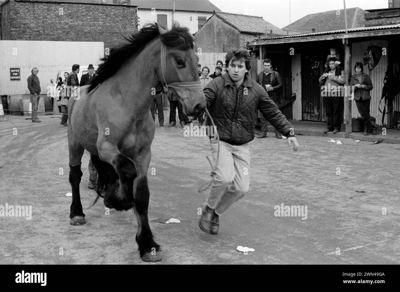 Londra anni '1980 Regno Unito. Mercato settimanale dei cavalli di Southall. Mark Burnard mostra un cavallo. Fiera di noleggio tradizionale. Southall, Ealing, West London, Inghilterra 1983. HOMER SYKES Foto Stock