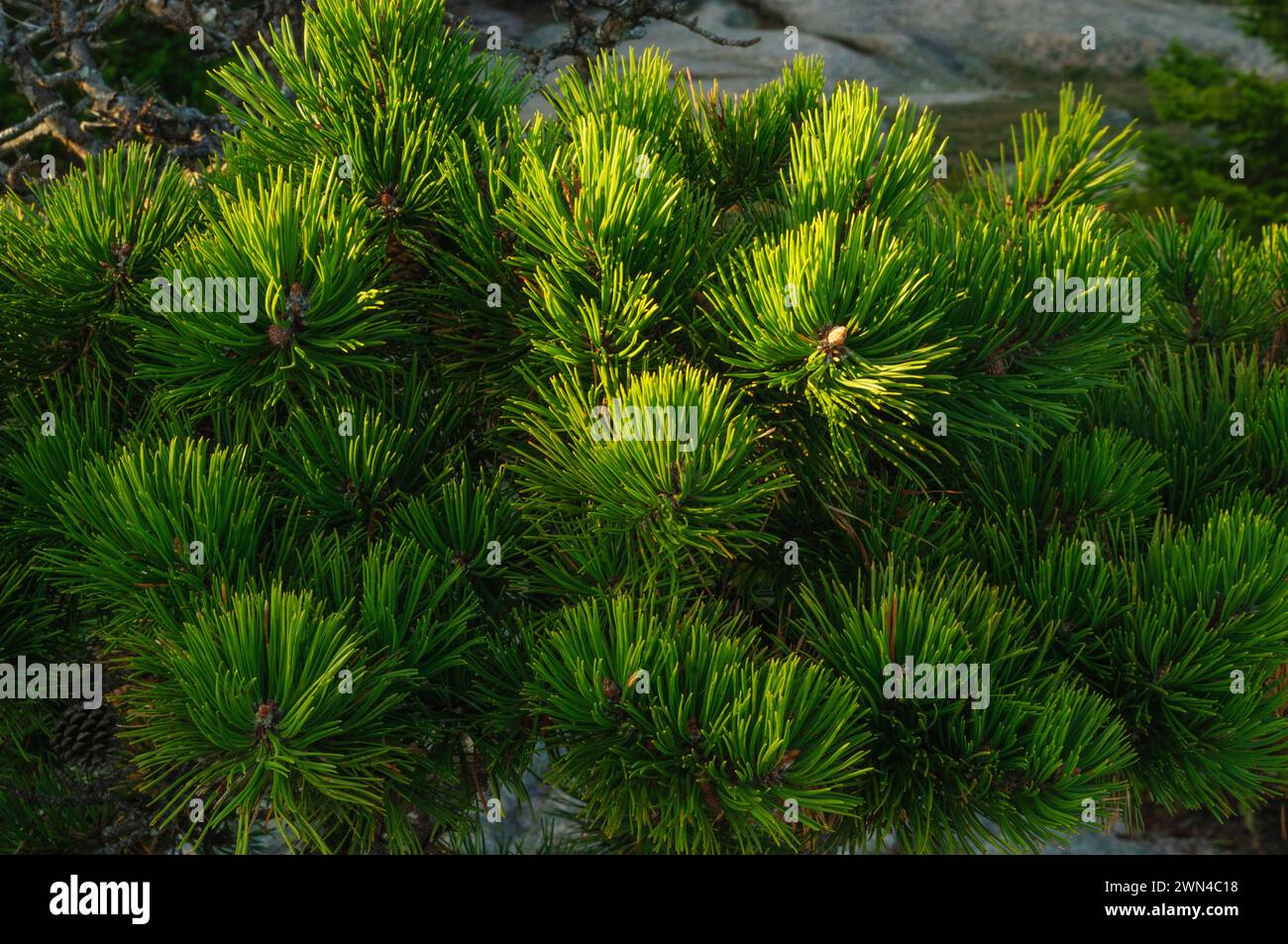 Aghi del pino di Jack, Pinus banksiana, che ha coni sia serotinosi che non serotinosi, che crescono lungo la costa del Maine Foto Stock