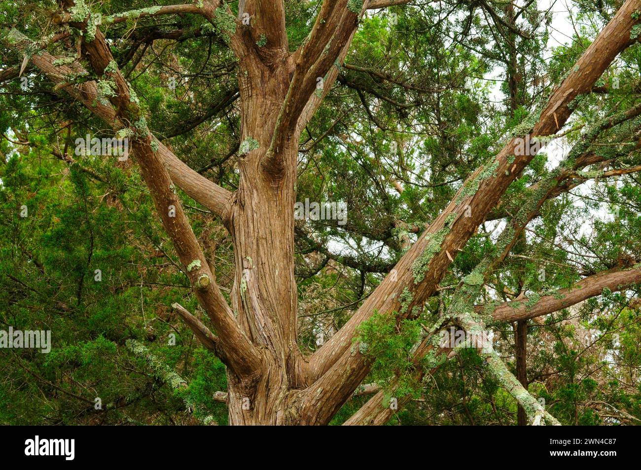 Eastern Red Cedar, Juniperus virginiana, lungo il Tideland National Recreation Trail nella Croatan National Forest, North Carolina Foto Stock