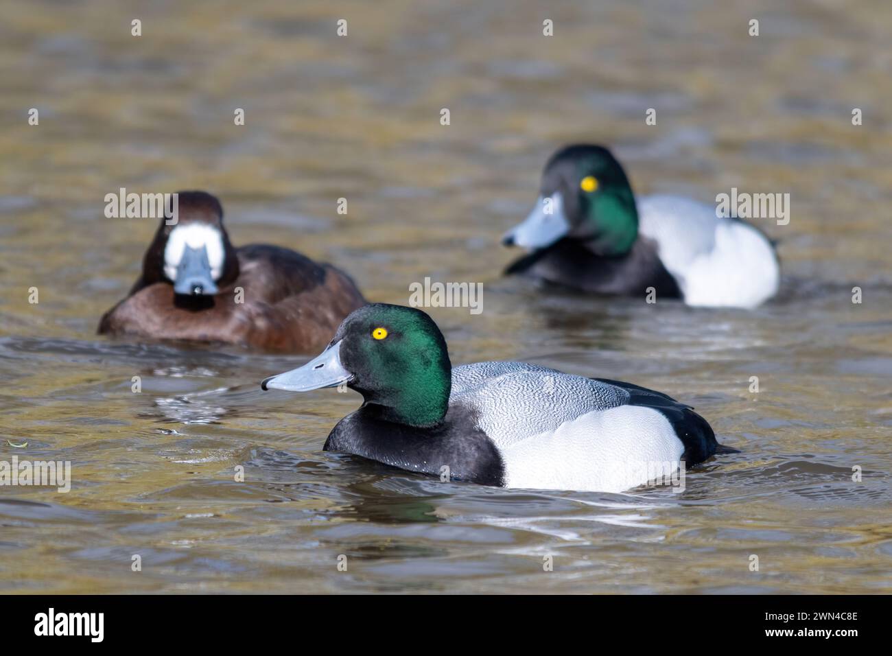 Maggiore scaup (Aythya marila, chiamata anche becco blu) anatre maschili e femminili che nuotano Foto Stock