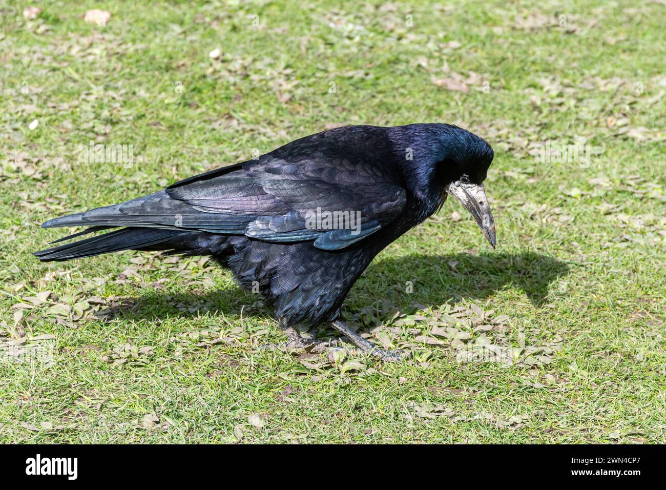 Rook (Corvus frugilegus), un grande uccello nero della famiglia Corvid o Corvidae che si forgia a terra, Inghilterra, Regno Unito Foto Stock