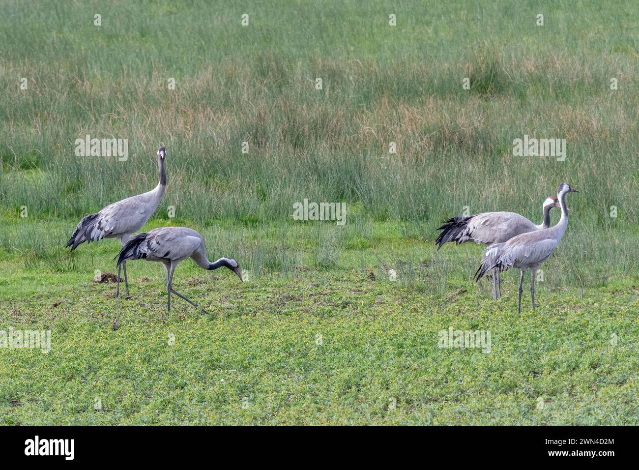 Gru comuni (Grus grus), uccelli selvatici presso il WWT Slimbridge Wetland Centre, Gloucestershire, Inghilterra, Regno Unito. Reintroduzione per la conservazione Great Crane Project Foto Stock