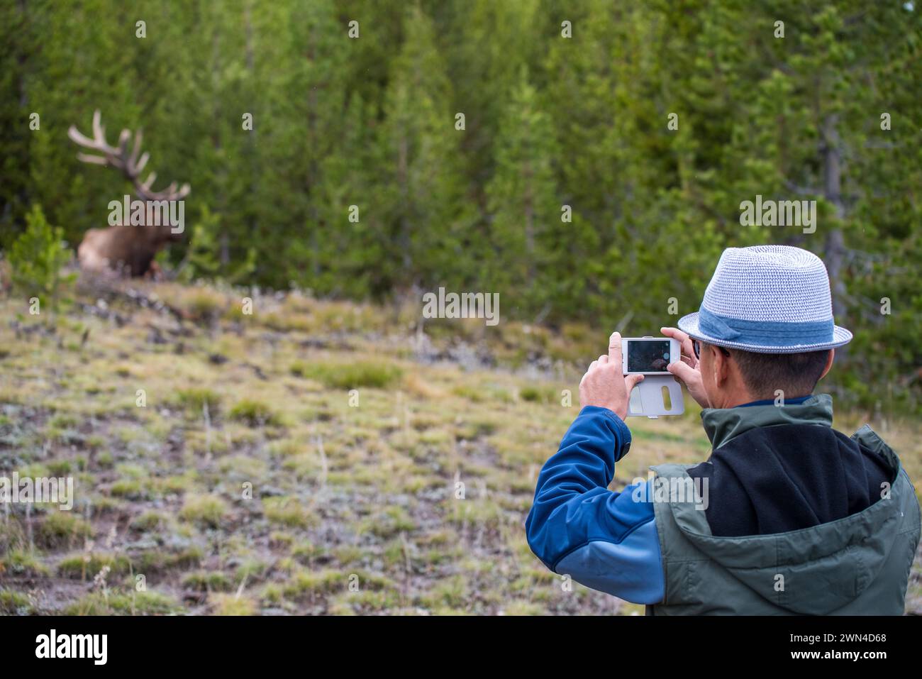 Un turista irriconoscibile scatta foto di un alce nel parco nazionale di Yellowstone nel Wyoming, Stati Uniti Foto Stock