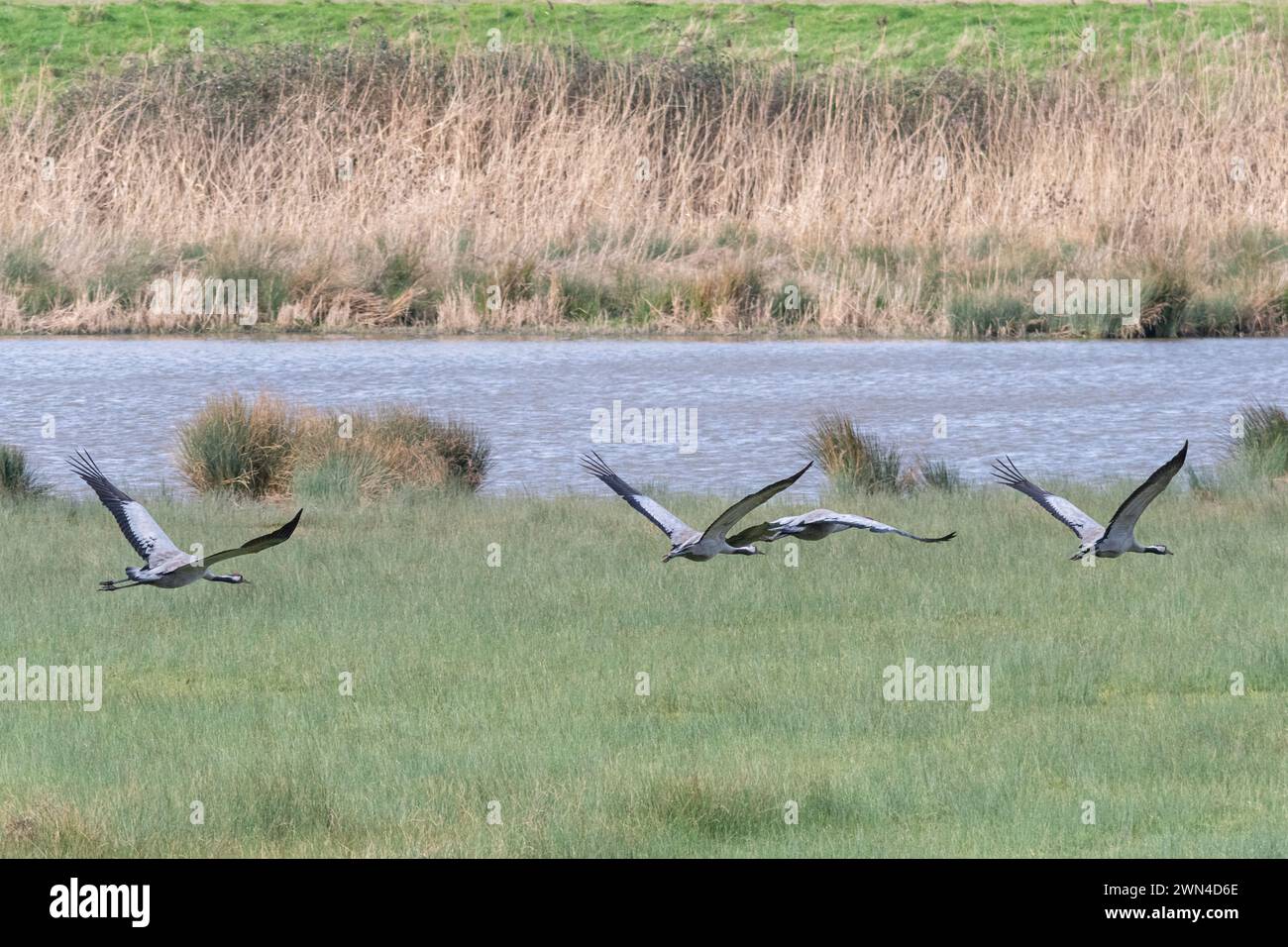 Gru comuni (Grus grus), uccelli selvatici presso il WWT Slimbridge Wetland Centre, Gloucestershire, Inghilterra, Regno Unito. Reintroduzione per la conservazione Great Crane Project Foto Stock