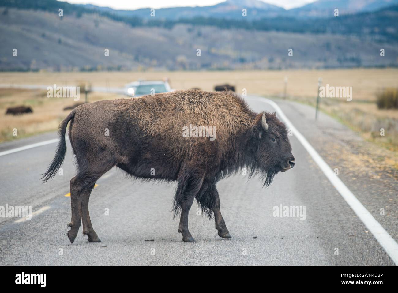 Bison attraversa una strada nel Grand Teton National Park in autunno nel Wyoming Foto Stock