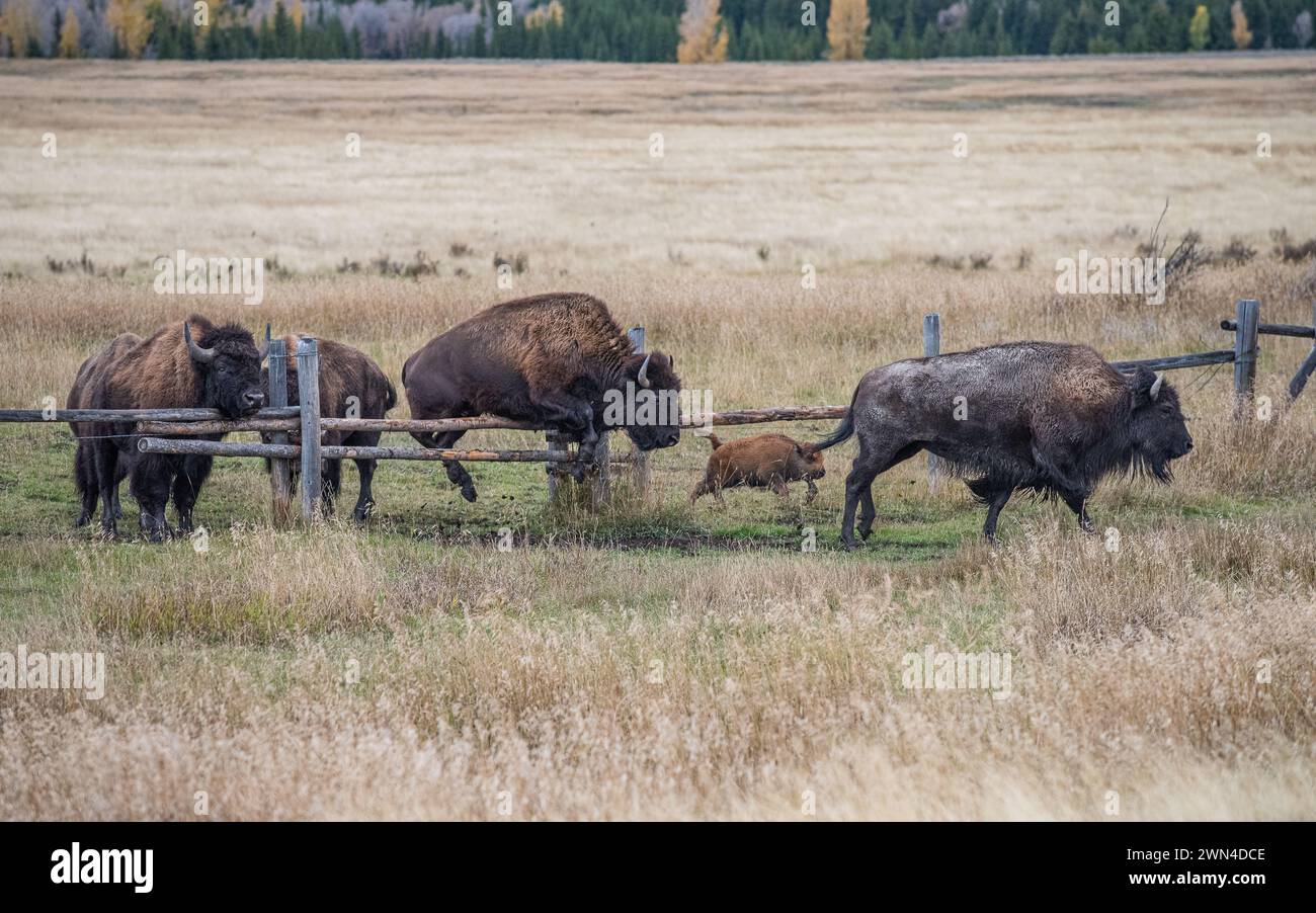 Bisonti nel Grand Teton National Park in autunno nel Wyoming Foto Stock