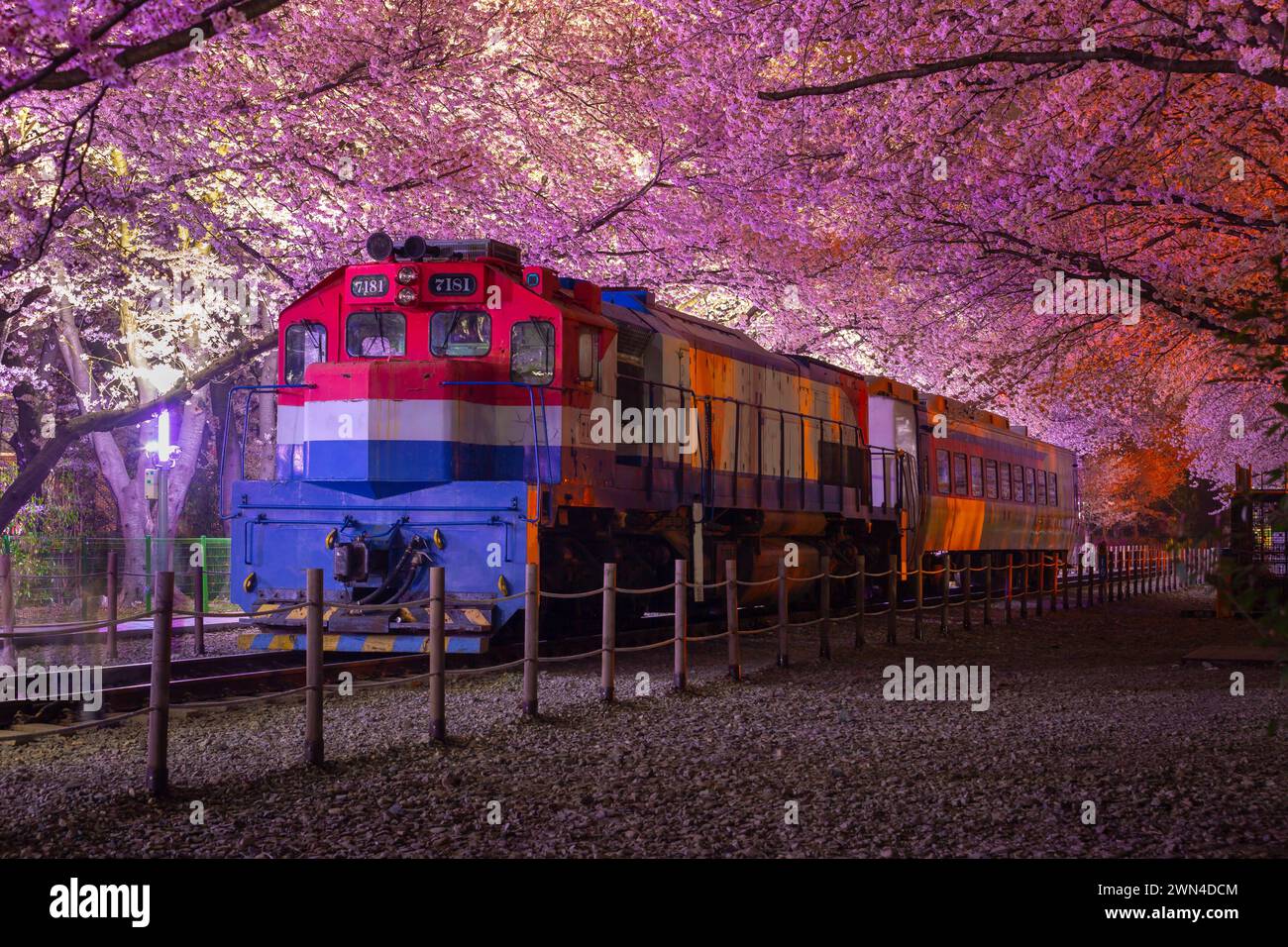 La fioritura dei ciliegi e il treno in primavera di notte è un popolare punto di osservazione della fioritura dei ciliegi, jinhae, Corea del Sud. Foto Stock