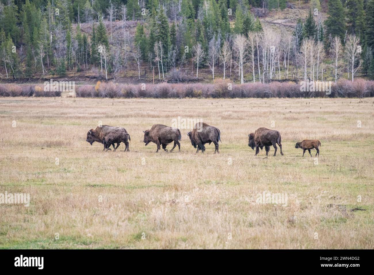 Bisonti nel Grand Teton National Park in autunno nel Wyoming Foto Stock