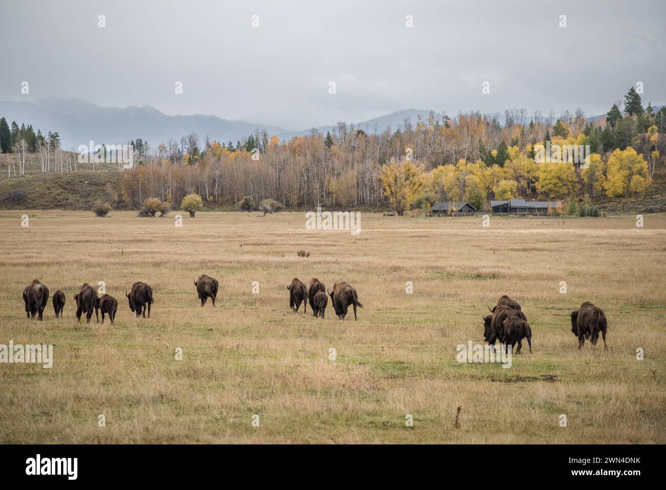 Bisonti nel Grand Teton National Park in autunno nel Wyoming Foto Stock