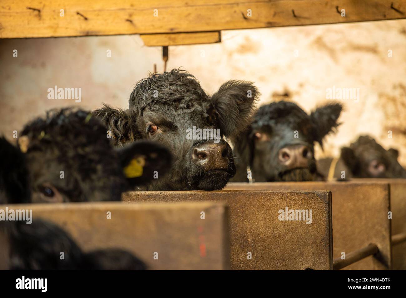 Vacche nutrici per l'inverno vicino a Preston, Lancashire, Regno Unito Foto Stock