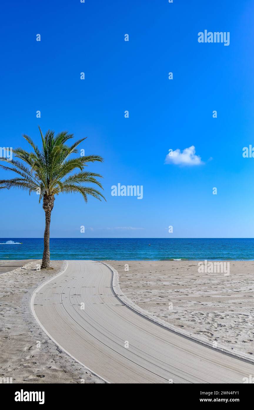 Palme nella sabbia di San Juan Beach ad Alicante, Spagna Foto Stock