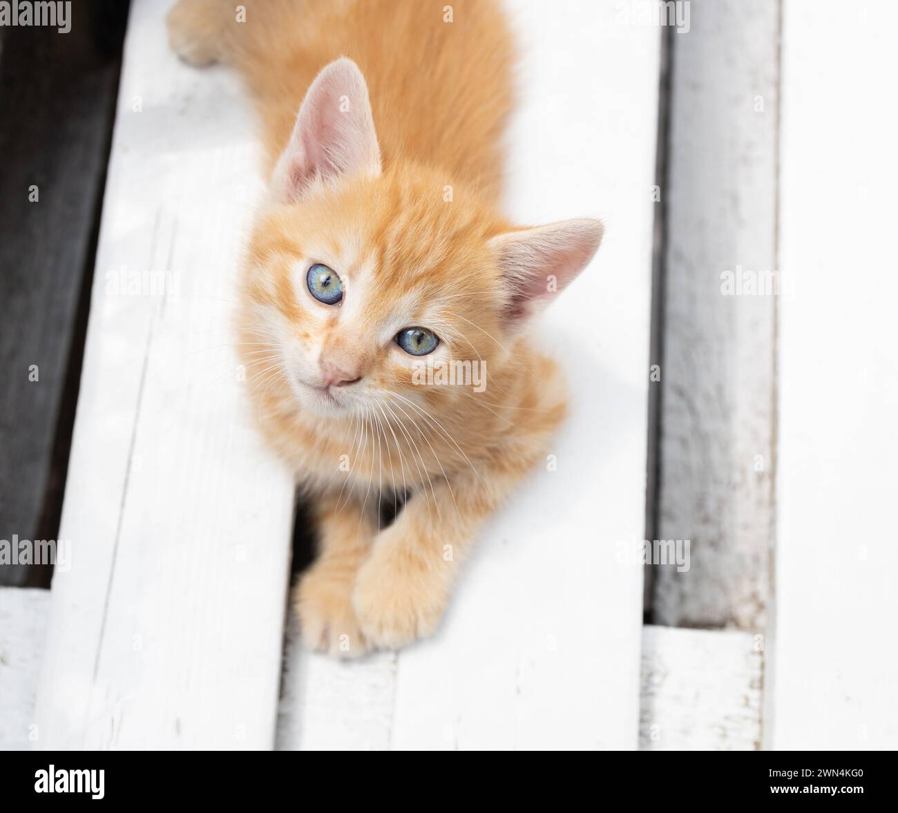 un simpatico gattino rosso giace su una panchina di legno bianca e guarda in alto con interesse. amato animale domestico, gatto infanzia Foto Stock