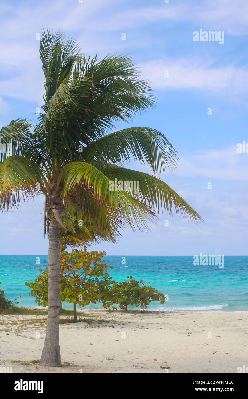 Palme, spiaggia, sabbia nell'isola di Bahamas Foto Stock