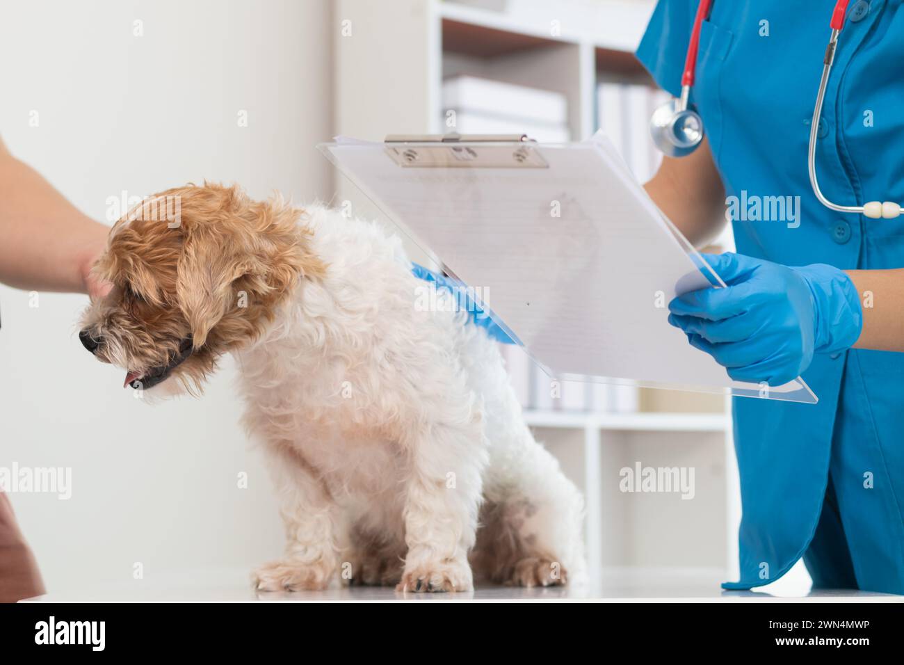 I veterinari stanno eseguendo controlli annuali sui cani per cercare possibili malattie e trattarli rapidamente per garantire la salute dell'animale domestico. veterinario i. Foto Stock