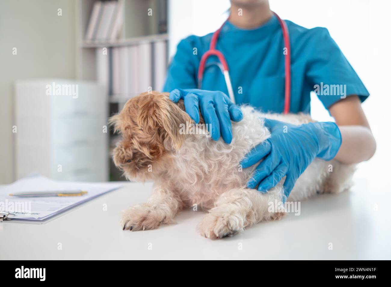 I veterinari stanno eseguendo controlli annuali sui cani per cercare possibili malattie e trattarli rapidamente per garantire la salute dell'animale domestico. veterinario i. Foto Stock