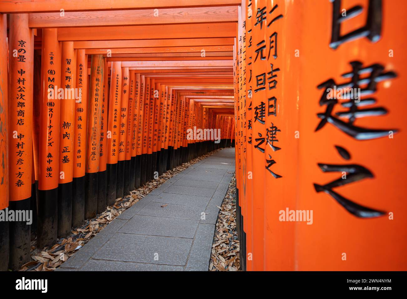 Porte rosse Torii al santuario Fushimi Inari a Kyoto, Giappone. Foto Stock
