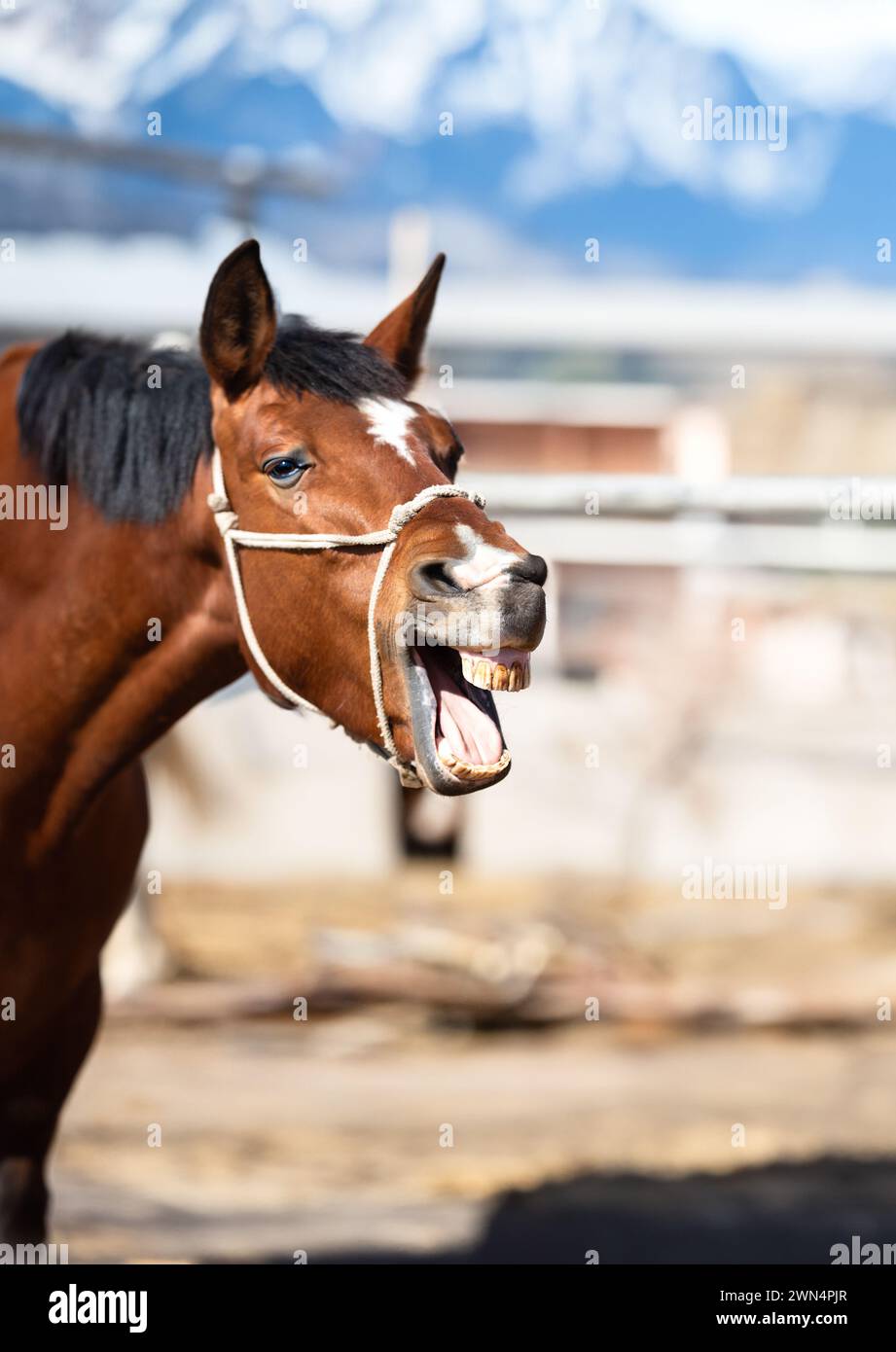 Divertente ritratto di cavallo sorridente con denti bianchi irreali, con spazio di copia Foto Stock