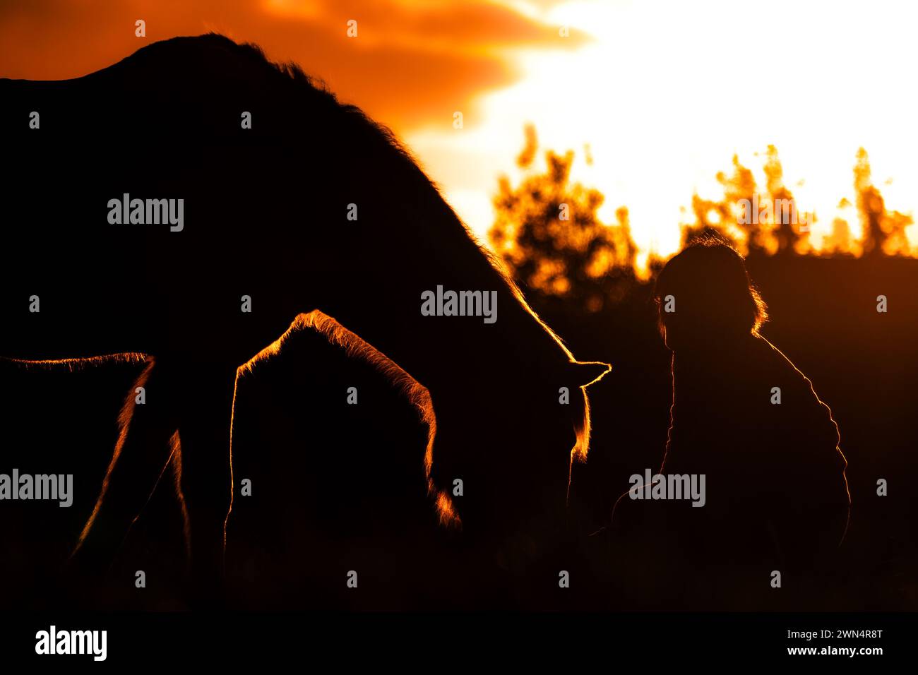 Connessione tra cavaliere e cavallo, atmosfera al tramonto, foto di silhouette con colori eccezionali del sole. Foto Stock