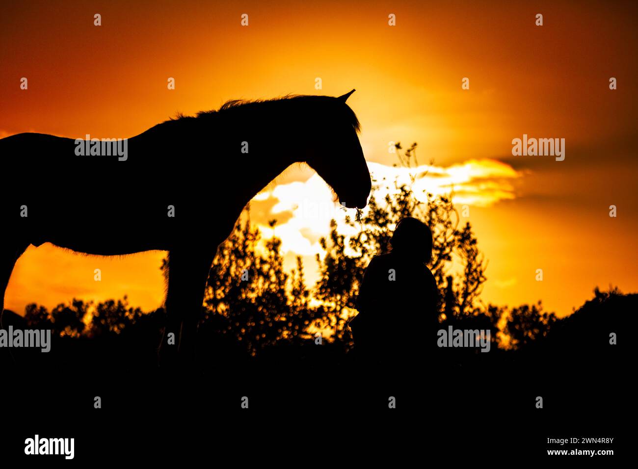 Connessione tra cavaliere e cavallo, atmosfera al tramonto, foto di silhouette con colori eccezionali del sole. Foto Stock