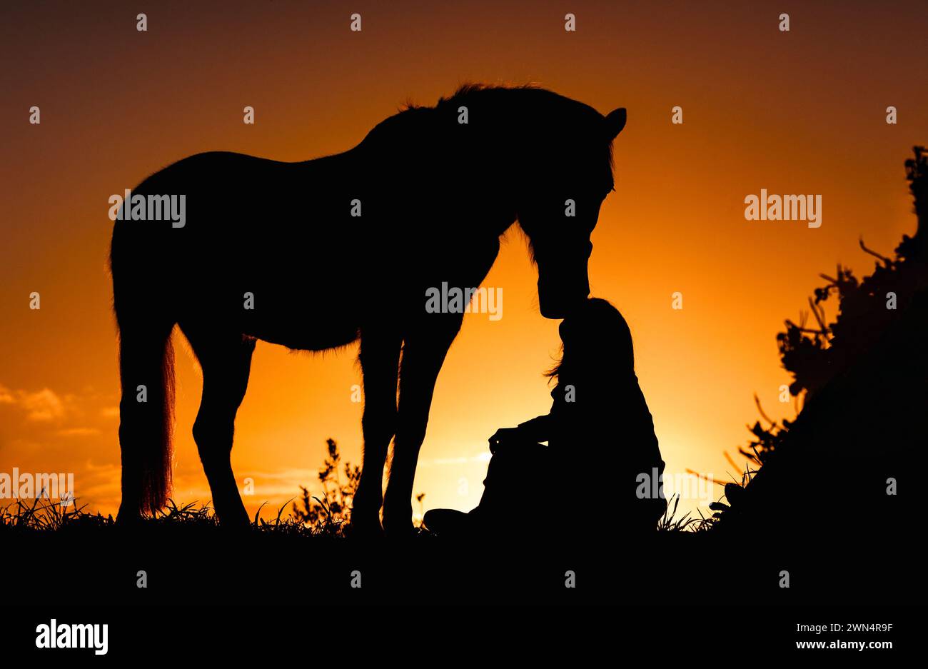 Connessione tra cavaliere e cavallo, atmosfera al tramonto, foto di silhouette con colori eccezionali del sole. Foto Stock