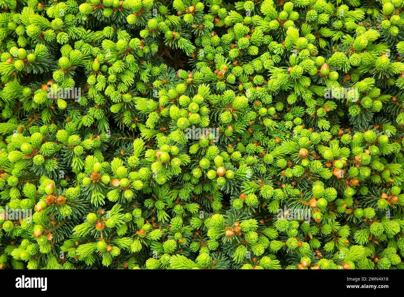 Dwarf Alberta Abete (Picea glauca), Oregon giardino, Silverton, Oregon Foto Stock