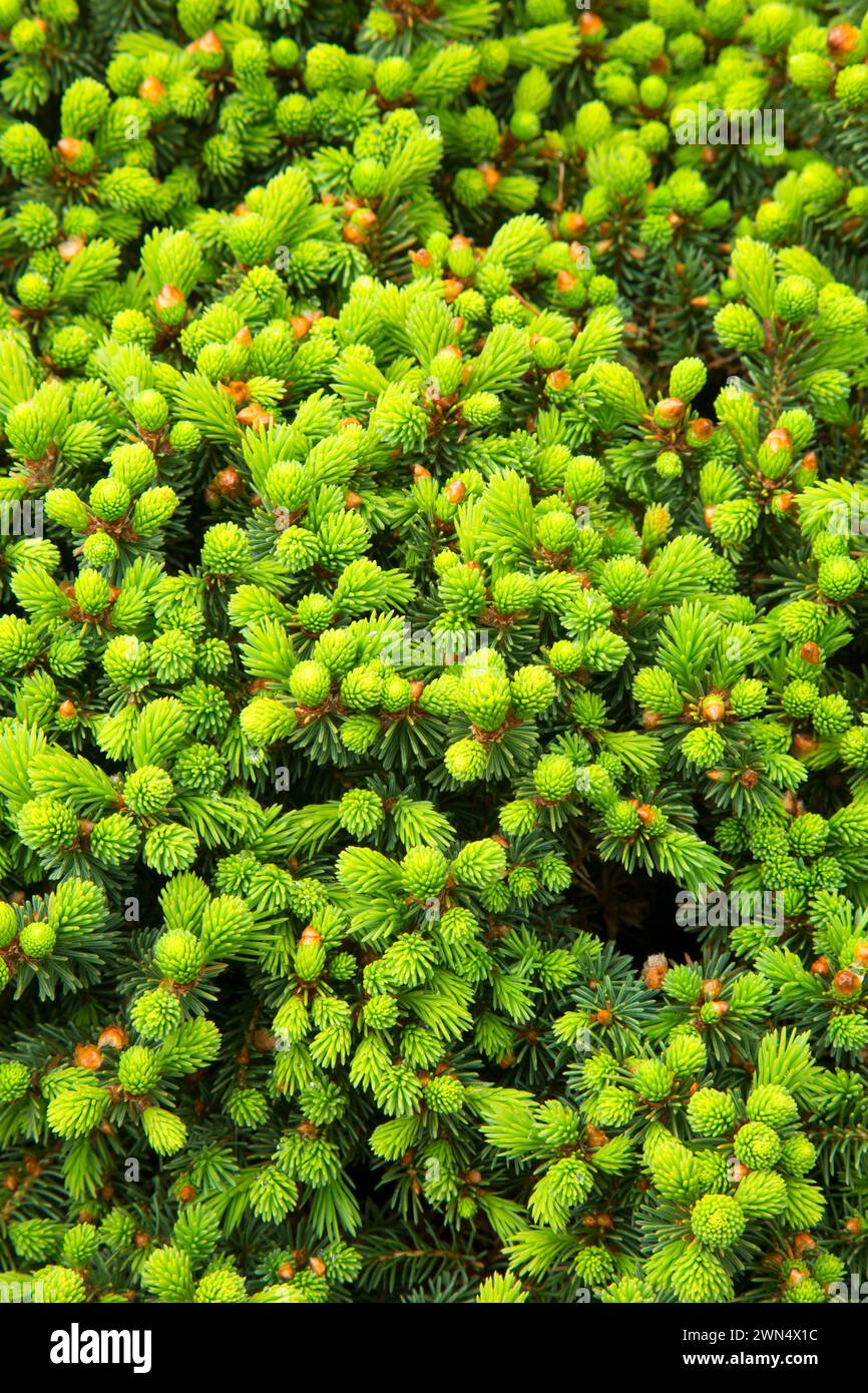 Dwarf Alberta Abete (Picea glauca), Oregon giardino, Silverton, Oregon Foto Stock