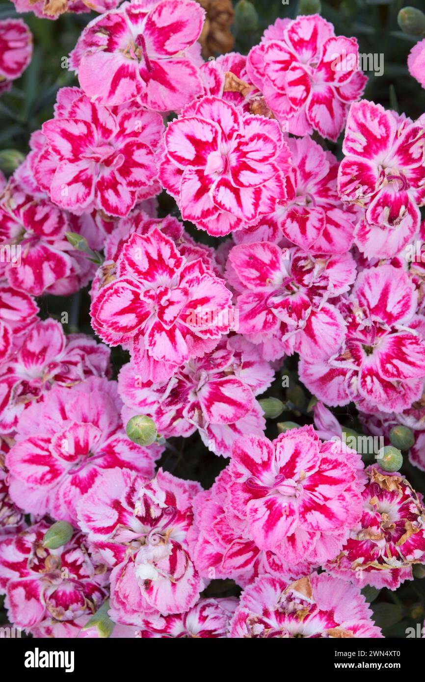 Star Starburst dianthus, Adelman Peonia giardino, Brooks, Oregon Foto Stock