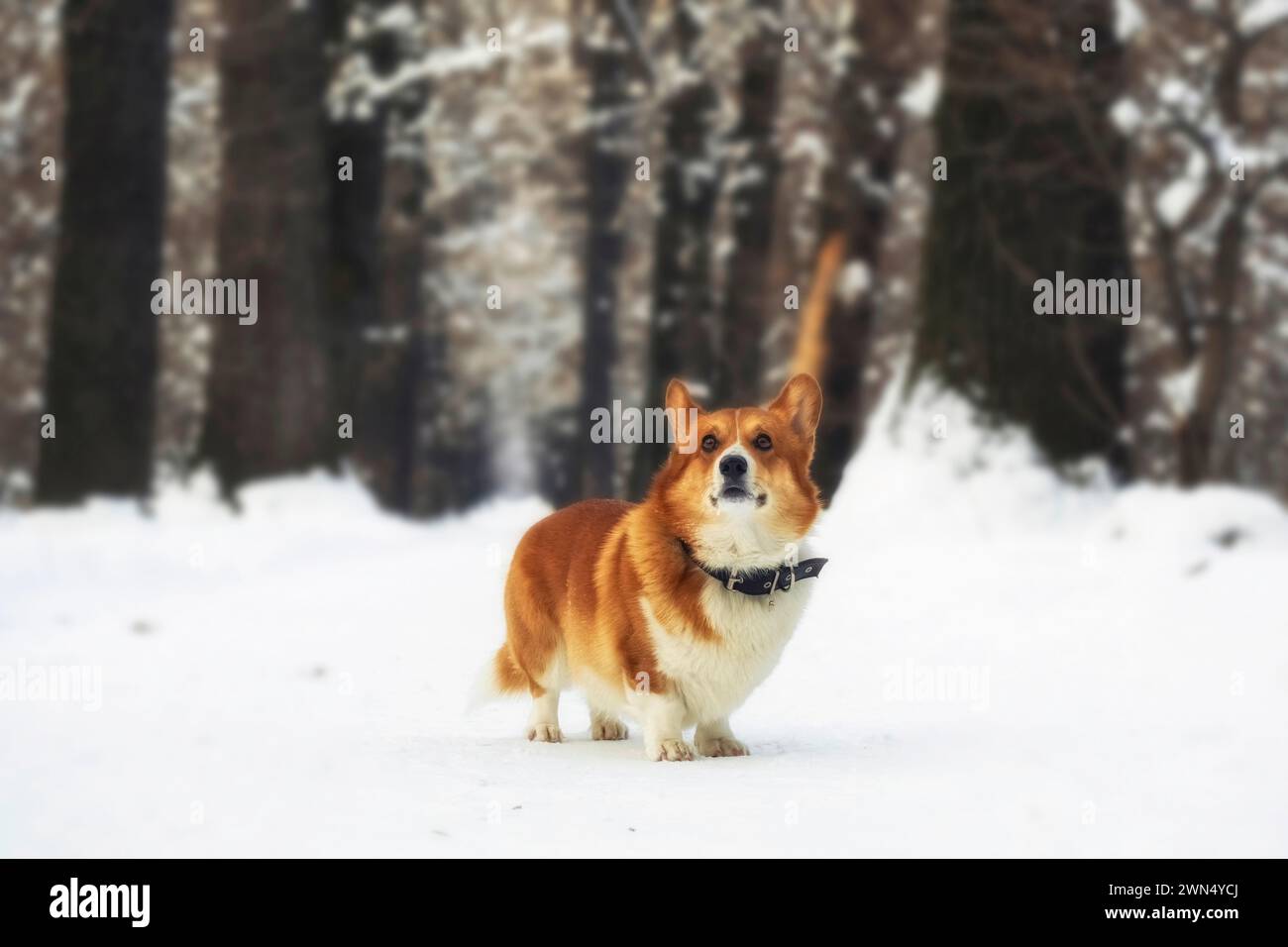 Il cane rosso della razza gallese Corgi Pembroke si trova in una foresta o in un parco innevato invernale Foto Stock