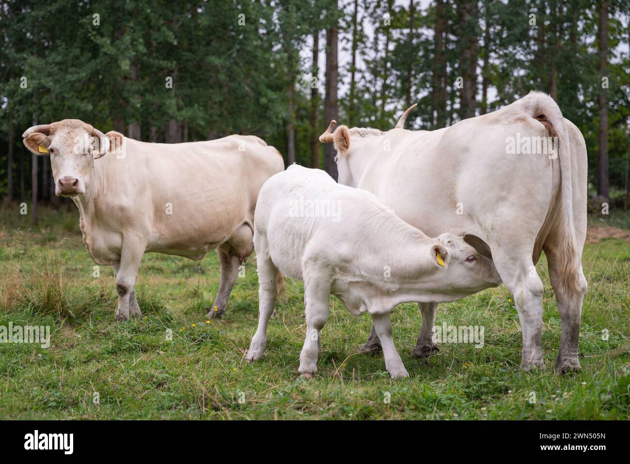 Primo piano di una mucca charolais che le allatta il vitello. Allevamento charolais color crema. Foto Stock