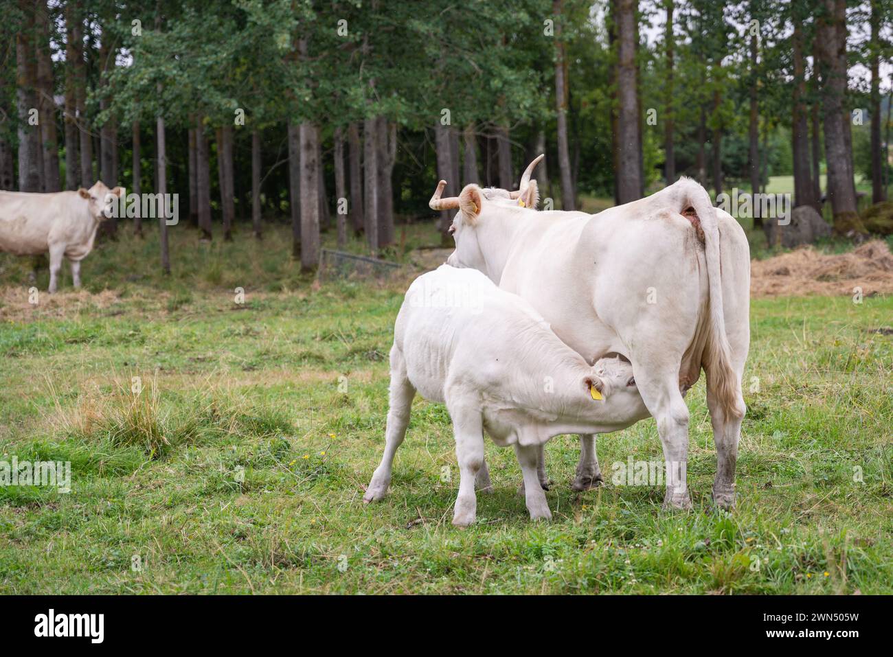Primo piano di una mucca charolais che le allatta il vitello. Allevamento charolais color crema. Foto Stock