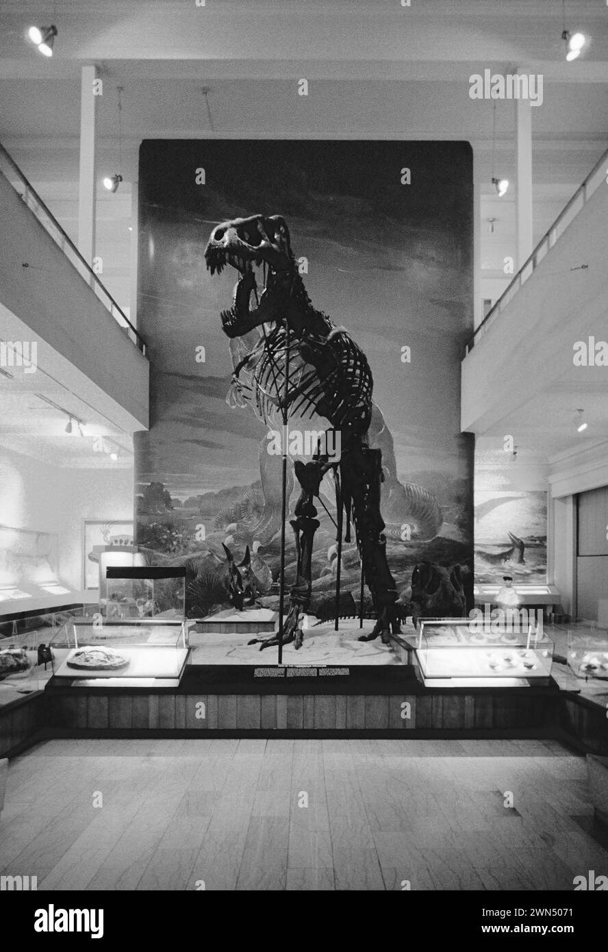 BIANCO E NERO DELLO SCHELETRO DI TYRANNOSAURUS REX; DINOSAURO HALL, CARNEGIE MUSEUM OF NATURAL HISTORY; PITTSBURGH; PENNSYLVANIA; USA Foto Stock