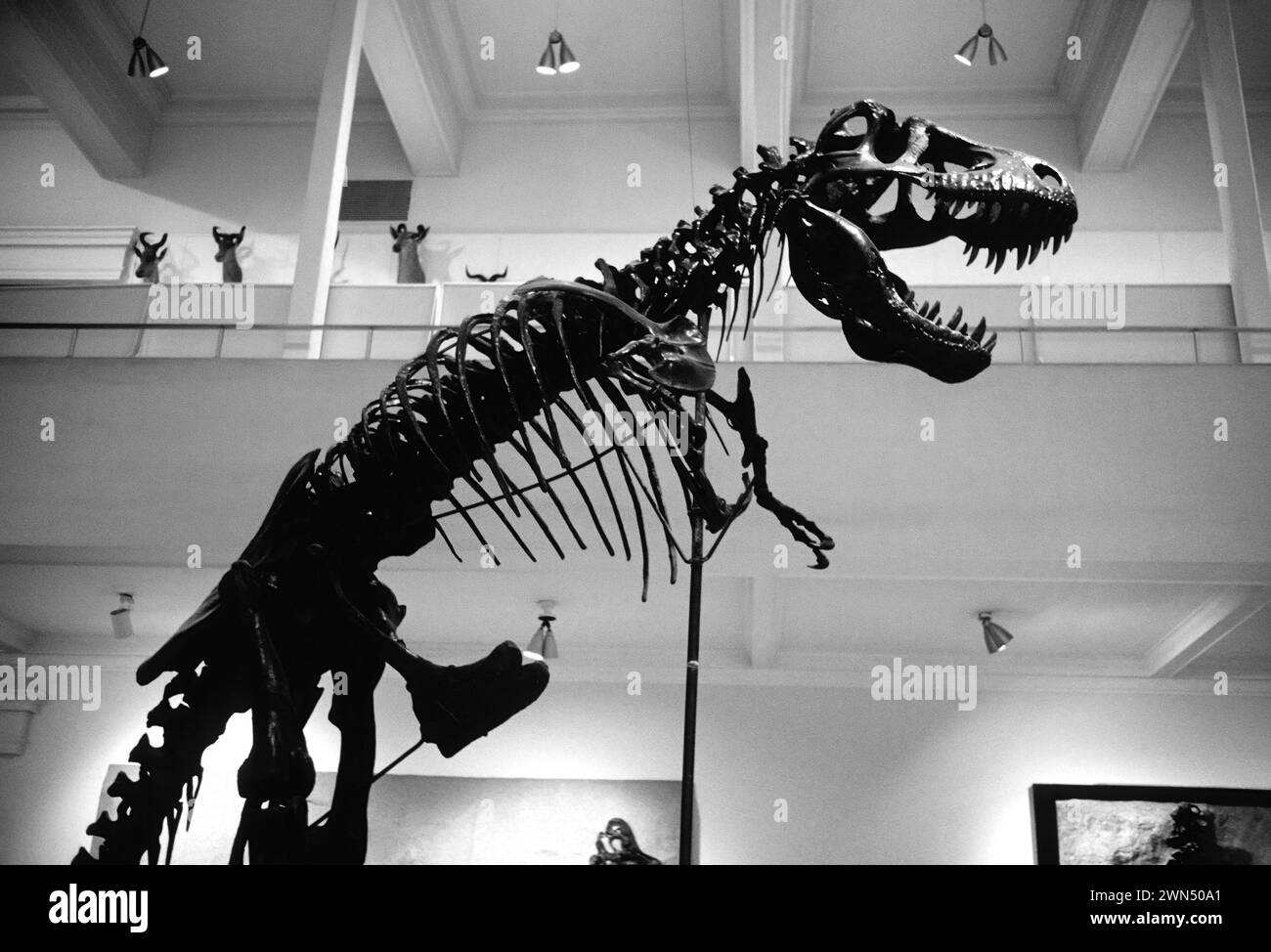 BIANCO E NERO DELLO SCHELETRO DI TYRANNOSAURUS REX; DINOSAURO HALL, CARNEGIE MUSEUM OF NATURAL HISTORY; PITTSBURGH; PENNSYLVANIA; USA Foto Stock