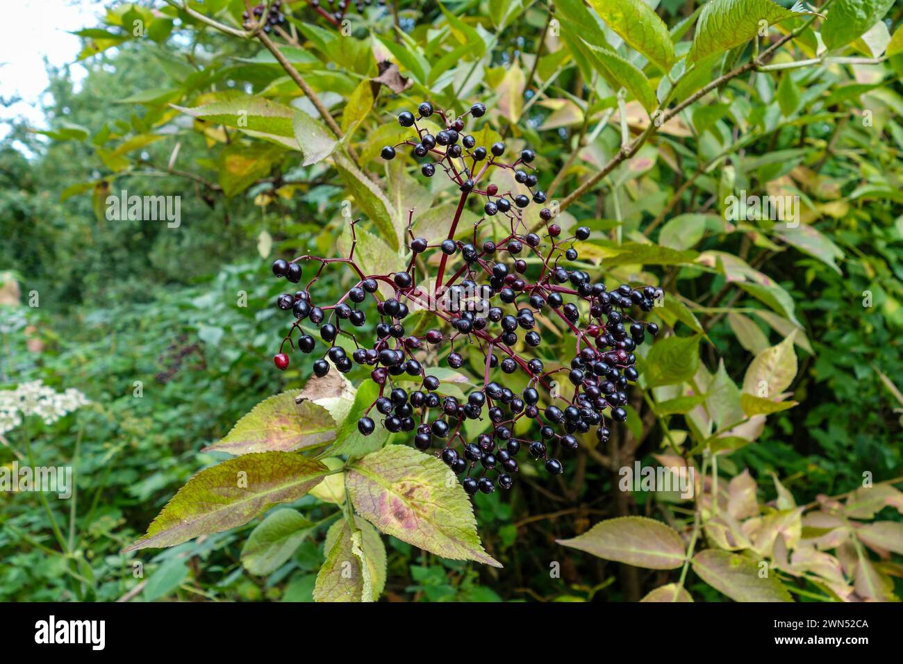 Le bacche viola scuro di un cespuglio o di un albero di sambuco (sambuco), di un sambuco, Inghilterra, Regno Unito Foto Stock